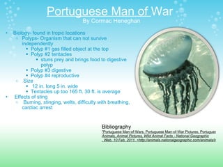 Portuguese Man of  War  By Cormac Heneghan Biology- found in tropic locations Polyps- Organism that can not survive independently Polyp #1 gas filled object at the top Polyp #2 tentacles stuns prey and brings food to digestive polyp Polyp #3 digestive Polyp #4 reproductive    Size    12 in. long 5 in. wide Tentacles up too 165 ft. 30 ft. is average   Effects of sting   Burning, stinging, welts, difficulty with breathing, cardiac arrest Bibliography "Portuguese Man-of-Wars, Portuguese Man-of-War Pictures, Portuguese Man-of-War Facts - National Geographic."  Animals, Animal Pictures, Wild Animal Facts - National Geographic . Web. 10 Feb. 2011. <http://animals.nationalgeographic.com/animals/invertebrates/portuguese-man-of-war.html>. 
