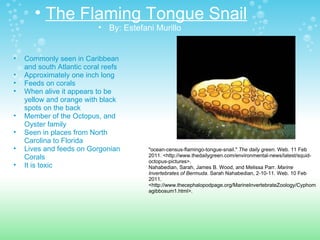 "ocean-census-flamingo-tongue-snail."  The daily green . Web. 11 Feb 2011. <http://www.thedailygreen.com/environmental-news/latest/squid-octopus-pictures>.  Nahabedian, Sarah, James B. Wood, and Melissa Parr.  Marine Invertebrates of Bermuda . Sarah Nahabedian, 2-10-11. Web. 10 Feb 2011. <http://www.thecephalopodpage.org/MarineInvertebrateZoology/Cyphomagibbosum1.html>.  The Flaming Tongue Snail By: Estefani Murillo  Commonly seen in Caribbean and south Atlantic coral reefs  Approximately one inch long  Feeds on corals When alive it appears to be yellow and orange with black spots on the back  Member of the Octopus, and Oyster family Seen in places from North Carolina to Florida  Lives and feeds on Gorgonian Corals It is toxic  