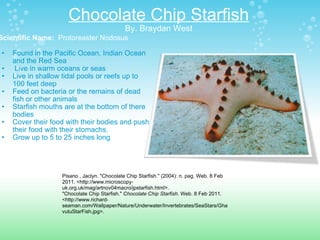 Chocolate Chip Starfish By. Braydan West Scientific Name:   Protoreaster Nodosus   Found in the Pacific Ocean, Indian Ocean and the Red Sea   Live in warm oceans or seas Live in shallow tidal pools or reefs up to 100 feet deep Feed on bacteria or the remains of dead fish or other animals Starfish mouths are at the bottom of there bodies Cover their food with their bodies and push their food with their stomachs. Grow up to 5 to 25 inches long  Pisano , Jaclyn. "Chocolate Chip Starfish." (2004): n. pag. Web. 8 Feb 2011. <http://www.microscopy-uk.org.uk/mag/artnov04macro/jpstarfish.html>. "Chocolate Chip Starfish."  Chocolate Chip Starfish . Web. 8 Feb 2011. <http://www.richard-seaman.com/Wallpaper/Nature/Underwater/Invertebrates/SeaStars/GhavutuStarFish.jpg>. 