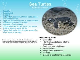 Sea Turtles By Eva Sorensen Beautiful Endangered Graceful Eat jellyfish, seaweed, shrimp, crabs, algae, and small mollusks.  Eggs are laid into the sand of close beaches 7 different types of Sea Turtles Most live in warm waters  Loggerhead Sea Turtles live in cold waters They all weigh at least 100 lbs Spend their entire life in the sea, except for when going to lay eggs How to help them: Don't litter   Don't release balloons into the atmosphere Don't turn beach lights on Boat carefully Adopt a Sea Turtle nest Recycle Donate to local marine specialists Badskin-Salzberg, Anita and Allen. "Sea Turtles." The following is a sample of the book: Turtles. N.p., n.d. WSeydenham S. R., Thomas. "Sea Turtles." animals. N.p., 2008. Web. 10 Feb 2011.  <http://www.kidcyber.com.au/topics/turtlesea.htm>. eb. 10 Feb 2011. <http://www.herpdigest.org/turtles/seaturt.htm>. "Save the Sea Turtle foundation." Turtle blog. N.p., 2009. Web. 11 Feb 2011. <http://savetheseaturtle.org/?p=285>. 