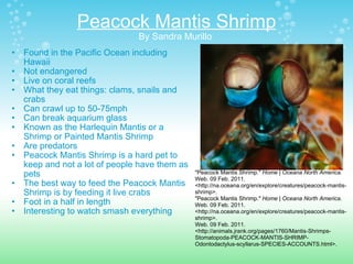 Peacock Mantis Shrimp By Sandra Murillo  Found in the Pacific Ocean including Hawaii  Not endangered Live on coral reefs What they eat things: clams, snails and crabs Can crawl up to 50-75mph Can break aquarium glass  Known as the Harlequin Mantis or a Shrimp or Painted Mantis Shrimp   Are predators Peacock Mantis Shrimp is a hard pet to keep and not a lot of people have them as pets The best way to feed the Peacock Mantis Shrimp is by feeding it live crabs Foot in a half in length  Interesting to watch smash everything  "Peacock Mantis Shrimp."  Home | Oceana North America . Web. 09 Feb. 2011. <http://na.oceana.org/en/explore/creatures/peacock-mantis-shrimp>. "Peacock Mantis Shrimp."  Home | Oceana North America . Web. 09 Feb. 2011. <http://na.oceana.org/en/explore/creatures/peacock-mantis-shrimp>. Web. 09 Feb. 2011. <http://animals.jrank.org/pages/1760/Mantis-Shrimps-Stomatopoda-PEACOCK-MANTIS-SHRIMP-Odontodactylus-scyllarus-SPECIES-ACCOUNTS.html>. 