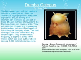 Dumbo Octopus By: Rory Cole The Dumbo octopus or Grimpoteuthis is one of the rarest species of octopus. They move by jet propulsion, using their eight arms, and, or moving their elephant-earl-like-flaps. By using all of these different methods of movement, the Dumbo octopus can hover or swim. They eat copepods bivalves and crustaceans. An interesting  fact about Dumbo octopi is that they eat their prey whole. This kind of octopus can dive  farther than any other octopus. They are seen most frequently at depths of 3,000-4,000 meters below sea level, but have been seen up 7,000 meters below sea level.  Beccary, . "Dumbo Octopus with elephant ears."  Nature's Crusaders . N.p., 09/26/08. Web. 10 Feb 2011. <http://naturescrusaders.wordpress.com/2008/10/26/dumbo-an-octopus-with-elephant-ears/>.  