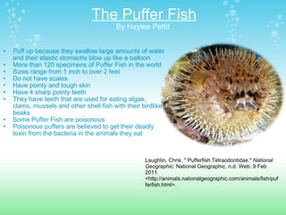 The Puffer Fish By Haylee Pettit  Puff up because they swallow large amounts of water and their elastic stomachs blow up like a balloon More than 120 specimens of Puffer Fish in the world Sizes range from 1 inch to over 2 feet Do not have scales Have pointy and tough skin Have 4 sharp pointy teeth They have teeth that are used for eating algae, clams, mussels and other shell fish with their birdlike beaks Some Puffer Fish are poisonous Poisonous puffers are believed to get their deadly toxin from the bacteria in the animals they eat  Laughlin, Chris. " Pufferfish Tetraodontidae."  National Geographic . National Geographic, n.d. Web. 9 Feb 2011. <http://animals.nationalgeographic.com/animals/fish/pufferfish.html>. 