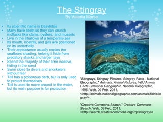 The Stingray By Valeria Morse Its scientific name is Dasytidae Many have teeth so they can crunch mollusks like clams, oysters, and mussels  Live in the shallows of a temperate sea  Its mouth, nostrils, and gills are positioned on its underbelly   Their appearance usually copies the seafloors shading, helping it hide from predatory sharks and larger rays Spend the majority of their time inactive, hiding in the sand   Swim close to divers and snorkelers without fear   Tail has a poisonous barb, but is only used to protect themselves   Tail is used to move around in the water, but its main purpose is for protection "Stingrays, Stingray Pictures, Stingray Facts - National Geographic."  Animals, Animal Pictures, Wild Animal Facts - National Geographic . National Geographic, 1996. Web. 09 Feb. 2011. <http://animals.nationalgeographic.com/animals/fish/stingray/>. "Creative Commons Search."  Creative Commons Search . Web. 09 Feb. 2011. <http://search.creativecommons.org/?q=stingrays>.  