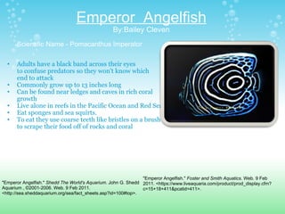 Emperor  Angelfish By:Bailey Cleven Scientific Name - Pomacanthus Imperator Adults have a black band across their eyes to confuse predators so they won't know which end to attack Commonly grow up to 13 inches long  Can be found near ledges and caves in rich coral growth Live alone in reefs in the Pacific Ocean and Red Sea Eat sponges and sea squirts. To eat they use coarse teeth like bristles on a brush to scrape their food off of rocks and coral "Emperor Angelfish."  Shedd The World's Aquarium . John G. Shedd Aquarium , ©2001-2006. Web. 9 Feb 2011. <http://sea.sheddaquarium.org/sea/fact_sheets.asp?id=100#top>.  "Emperor Angelfish."  Foster and Smith Aquatics . Web. 9 Feb 2011. <https://www.liveaquaria.com/product/prod_display.cfm?c=15+18+411&pcatid=411>.  