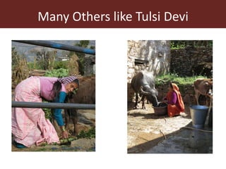 Theory in practice: MilkIT innovation platforms in India’s Himalayan mountains