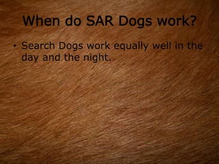 When do SAR Dogs work?
• Search Dogs work equally well in the
day and the night.
 