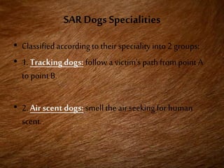SAR Dogs Specialities
• Classifiedaccordingto their specialityinto 2 groups:
• 1. Trackingdogs: followa victim’s path from point A
to point B.
• 2. Airscent dogs: smell the air seeking for human
scent.
 