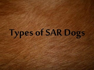 Types of SAR Dogs
 