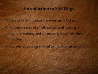 Introduction to SAR Dogs
• Best tools of any search and rescue (SAR) team.
• Powerful sense of smell, exceptionalhearing, a
rigoroustrainingand an amazing bond withtheir
handlers.
• Cadaver dogs: dogs trainedto findhuman remains.
 