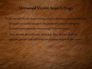 Drowned Victim Search Dogs
• Drowned Victim Search Dogs search theboundaries of bodies
of water or on thewater in thefront of a boat looking for
humanscent particles emanatingfrom thewater.
• They do not discriminate scent e.g.they do notlook for
specific people but willlook for anyone thatis in thewater.
 