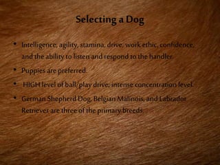 Selecting a Dog
• Intelligence,agility, stamina,drive, work ethic,confidence,
and theability to listenand respond to the handler.
• Puppies are preferred.
• HIGH level of ball/playdrive; intenseconcentrationlevel.
• German Shepherd Dog, BelgianMalinois, and Labrador
Retriever are three of the primary breeds.
 