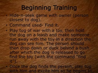 Beginning Training
• Hide-n-seek game with owner (person
closest to dog).
• Command used- Find it.
• Play tug of war with a toy, then hold
the dog on a leash and make someone
run away with the toy in a direction the
dog can see him. The person should
then drop down or duck behind a bush
after which the dog is released to go
find the toy (with the command “find
it”).
• Once the dog finds the person, play tug
with him and excite him so he begins to
 