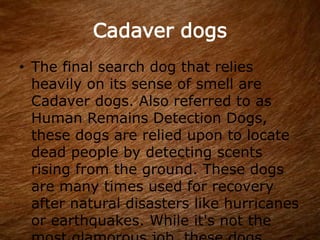 Cadaver dogs
• The final search dog that relies
heavily on its sense of smell are
Cadaver dogs. Also referred to as
Human Remains Detection Dogs,
these dogs are relied upon to locate
dead people by detecting scents
rising from the ground. These dogs
are many times used for recovery
after natural disasters like hurricanes
or earthquakes. While it's not the
 