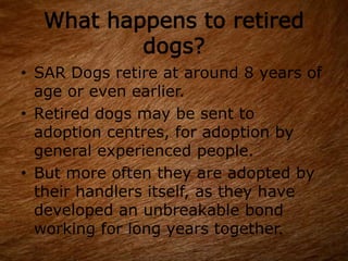 What happens to retired
dogs?
• SAR Dogs retire at around 8 years of
age or even earlier.
• Retired dogs may be sent to
adoption centres, for adoption by
general experienced people.
• But more often they are adopted by
their handlers itself, as they have
developed an unbreakable bond
working for long years together.
 