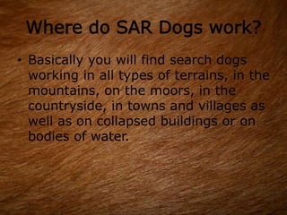 Where do SAR Dogs work?
• Basically you will find search dogs
working in all types of terrains, in the
mountains, on the moors, in the
countryside, in towns and villages as
well as on collapsed buildings or on
bodies of water.
 