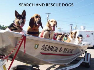 SEARCH AND RESCUE DOGS
 