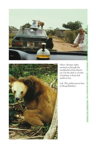 Search For the Golden Moon Bear Preview