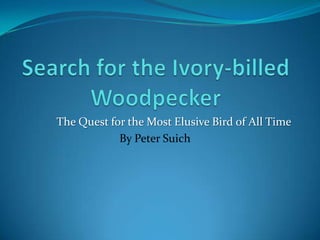 The Quest for the Most Elusive Bird of All Time
            By Peter Suich
 
