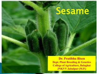Dr. Pratibha Bisen
Dept. Plant Breeding & Genetics
College of Agriculture, Balaghat
JNKVV Jabalpur (M.P.)
Sesame
 