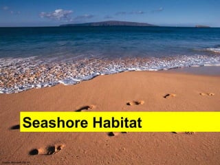 Source: Microsoft Clip Art
Seashore Habitat
 