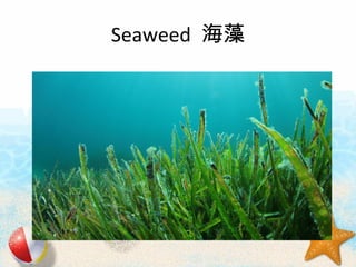 Seaweed 
 