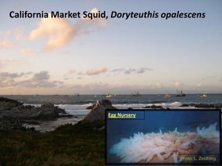 California Market Squid, Doryteuthis opalescens
Photo: L. Zeidberg
Egg Nursery
 