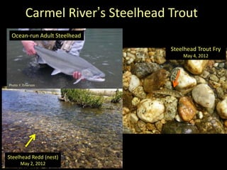 Carmel River’s Steelhead Trout
Steelhead Trout Fry
May 4, 2012
Steelhead Redd (nest)
May 2, 2012
Photo: F. Emerson
Ocean-run Adult Steelhead
 