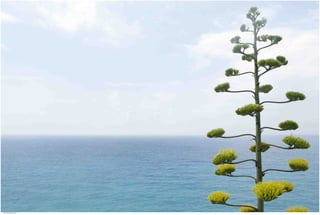 Seasides 08.jpg
Soma Peruzzo Endless Learning
 