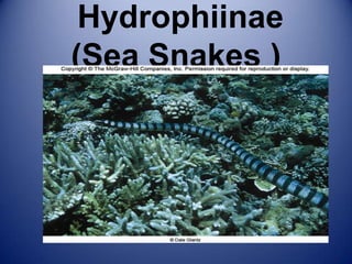 Hydrophiinae
(Sea Snakes )
 