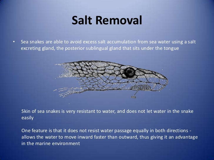 Sea snake (1) water cycle diagram with accumulation 