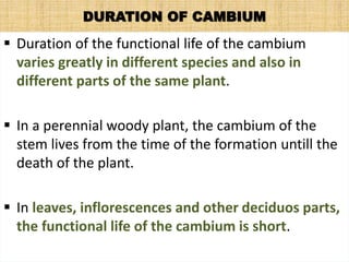 DURATION OF CAMBIUM
 Duration of the functional life of the cambium
varies greatly in different species and also in
different parts of the same plant.
 In a perennial woody plant, the cambium of the
stem lives from the time of the formation untill the
death of the plant.
 In leaves, inflorescences and other deciduos parts,
the functional life of the cambium is short.
 