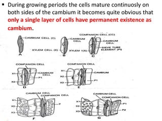  During growing periods the cells mature continuosly on
both sides of the cambium it becomes quite obvious that
only a single layer of cells have permanent existence as
cambium.
 