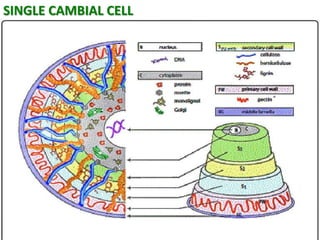 SINGLE CAMBIAL CELL
 