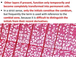  Other layers if present, function only temporarily and
become completely transformed into permanent cells.
 In a strict sense, only the initials constitue the cambium,
but frequently the term is used with reference to the
cambial zone, because it is difficult to distinguish the
initials from their recent derivatives.
 