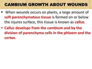 CAMBIUM GROWTH ABOUT WOUNDS
 When wounds occurs on plants, a large amount of
soft parenchymatous tissue is formed on or below
the injures surface, this tissue is known as callus.
 Callus develops from the cambium and by the
division of parenchyma cells in the phloem and the
cortex.
 