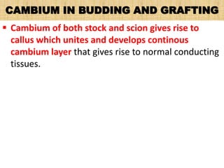 CAMBIUM IN BUDDING AND GRAFTING
 Cambium of both stock and scion gives rise to
callus which unites and develops continous
cambium layer that gives rise to normal conducting
tissues.
 