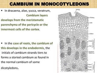 CAMBIUM IN MONOCOTYLEDONS
 In dracaena, aloe, yucca, veratrum,
Cambium layers
develops from the meristamatic
parenchyma of the pericycle or the
innermost cells of the cortex.
 In the case of roots, the cambium of
this develops in the endodermis, the
initials of cambium strands tiers to
forms a storied cambium as found in
the normal cambium of some
dicotyledons.
 