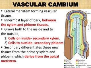 VASCULAR CAMBIUM
 Lateral meristem forming vascular
tissues.
 Innermost layer of bark, between
the xylem and phloem tissues.
 Grows both to the inside and to
the outside,
1] Cells on inside- secondary xylem.
2] Cells to outside- secondary phloem.
 Secondary differentiates these new
tissues from the primary xylem and
phloem, which derive from the apical
meristem.
 