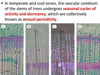  In temperate and cool zones, the vascular cambium
of the stems of trees undergoes seasonal cycles of
activity and dormancy, which are collectively
known as annual periodicity.
 