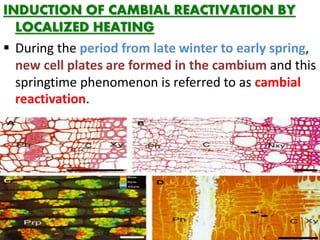 INDUCTION OF CAMBIAL REACTIVATION BY
LOCALIZED HEATING
 During the period from late winter to early spring,
new cell plates are formed in the cambium and this
springtime phenomenon is referred to as cambial
reactivation.
 