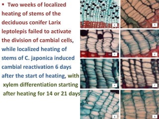  Two weeks of localized
heating of stems of the
deciduous conifer Larix
leptolepis failed to activate
the division of cambial cells,
while localized heating of
stems of C. japonica induced
cambial reactivation 6 days
after the start of heating, with
xylem differentiation starting
after heating for 14 or 21 days.
 