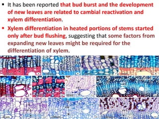  It has been reported that bud burst and the development
of new leaves are related to cambial reactivation and
xylem differentiation.
 Xylem differentiation in heated portions of stems started
only after bud flushing, suggesting that some factors from
expanding new leaves might be required for the
differentiation of xylem.
 