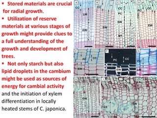  Stored materials are crucial
for radial growth.
 Utilization of reserve
materials at various stages of
growth might provide clues to
a full understanding of the
growth and development of
trees.
 Not only starch but also
lipid droplets in the cambium
might be used as sources of
energy for cambial activity
and the initiation of xylem
differentiation in locally
heated stems of C. japonica.
 