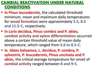 CAMBIAL REACTIVATION UNDER NATURAL
CONDITIONS
 In Pinus leucodermis, the calculated threshold
minimum, mean and maximum daily temperatures
for wood formation were approximately 5.5, 8.2
and 11.5◦C, respectively.
 In Larix decidua, Pinus cembra and P. abies,
cambial activity and xylem differentiation occurred
above a certain threshold value of mean daily
temperature, which ranged from 5.6 to 8.5◦C.
 In Abies balsamea, L. decidua, P. cembra, P.
sylvestris, P. leucodermis, Pinus uncinata and P.
abies, the critical average temperature for onset of
cambial activity ranged between 8 and 9◦C.
 