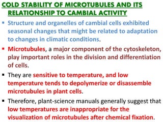 COLD STABILITY OF MICROTUBULES AND ITS
RELATIONSHIP TO CAMBIAL ACTIVITY
 Structure and organelles of cambial cells exhibited
seasonal changes that might be related to adaptation
to changes in climatic conditions.
 Microtubules, a major component of the cytoskeleton,
play important roles in the division and differentiation
of cells.
 They are sensitive to temperature, and low
temperature tends to depolymerize or disassemble
microtubules in plant cells.
 Therefore, plant-science manuals generally suggest that
low temperatures are inappropriate for the
visualization of microtubules after chemical fixation.
 