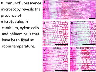  Immunofluorescence
microscopy reveals the
presence of
microtubules in
cambium, xylem cells
and phloem cells that
have been fixed at
room temperature.
 