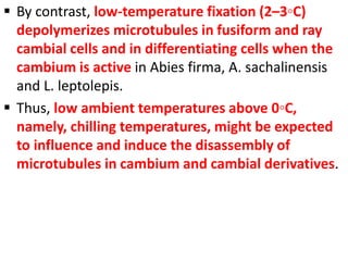  By contrast, low-temperature fixation (2–3◦C)
depolymerizes microtubules in fusiform and ray
cambial cells and in differentiating cells when the
cambium is active in Abies firma, A. sachalinensis
and L. leptolepis.
 Thus, low ambient temperatures above 0◦C,
namely, chilling temperatures, might be expected
to influence and induce the disassembly of
microtubules in cambium and cambial derivatives.
 