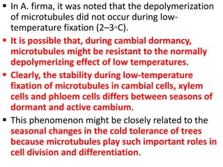  In A. firma, it was noted that the depolymerization
of microtubules did not occur during low-
temperature fixation (2–3◦C).
 It is possible that, during cambial dormancy,
microtubules might be resistant to the normally
depolymerizing effect of low temperatures.
 Clearly, the stability during low-temperature
fixation of microtubules in cambial cells, xylem
cells and phloem cells differs between seasons of
dormant and active cambium.
 This phenomenon might be closely related to the
seasonal changes in the cold tolerance of trees
because microtubules play such important roles in
cell division and differentiation.
 