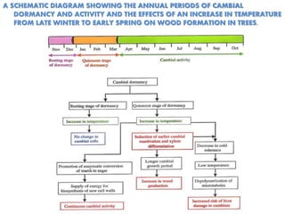 A SCHEMATIC DIAGRAM SHOWING THE ANNUAL PERIODS OF CAMBIAL
DORMANCY AND ACTIVITY AND THE EFFECTS OF AN INCREASE IN TEMPERATURE
FROM LATE WINTER TO EARLY SPRING ON WOOD FORMATION IN TREES.
 